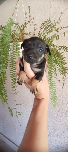 Pinscher fêmea