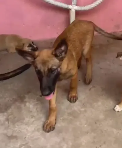 Pastor belga malinois 