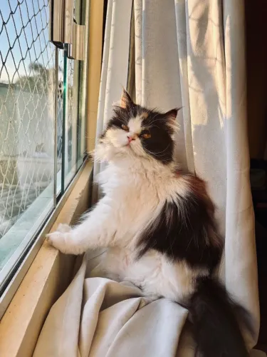 Gata Persa