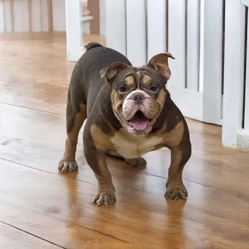 Bulldog inglês macho para cruza 