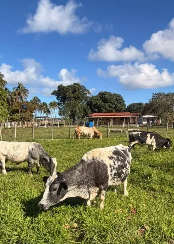 Mini vaca e mini boi dóceis!