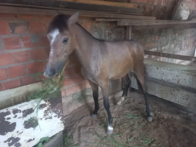 Cavalo
