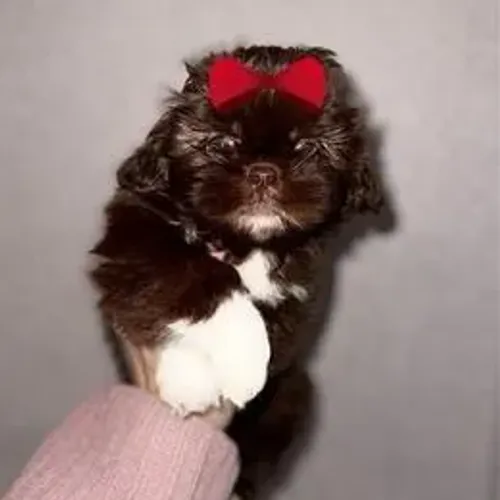 Lhasa Apso,Lhasa Apso Filhote Selecionado Alta Procedência