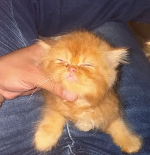 Filhote de gato persa macho na cor laranja 2 meses 
