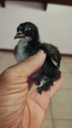Vendo pintinhos e ovos galados de galinhas da Raça Mini Cochim