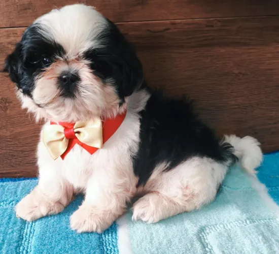 Shih Tzu Black and White PROMOÇÃO