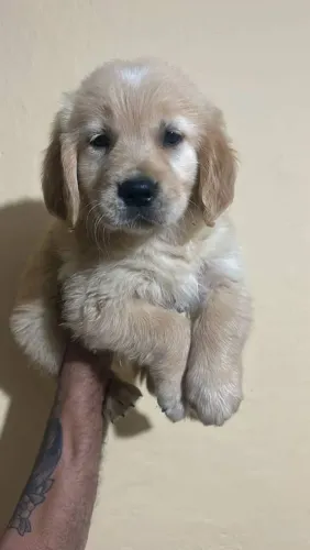 Filhote Golden Retriever, Fofura e amor em forma de filhotinho!