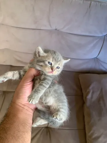 FILHOTES DE GATA PERSA PARA DOAÇÃO