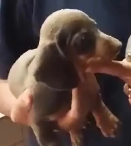 Basset teckel elegantes e muito carinhosos 