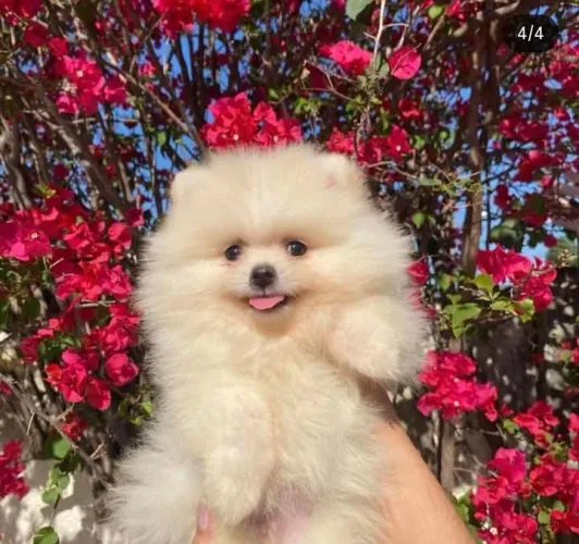 Lulu da Pomerânia