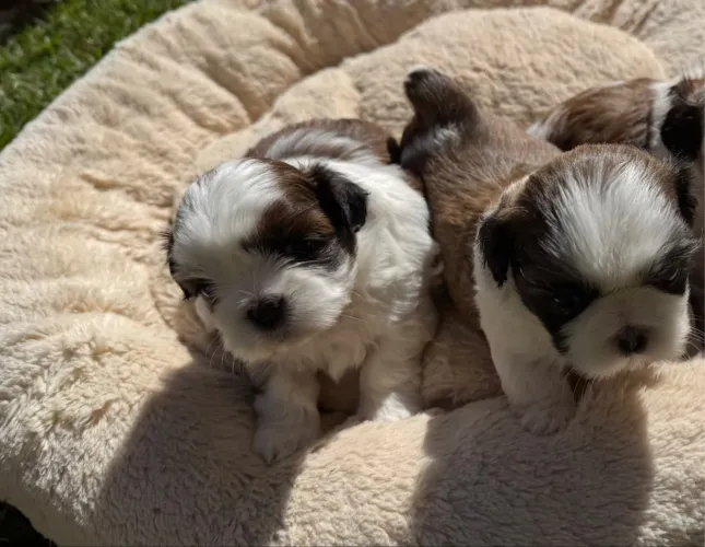 Filhotes da raça Shih Tzu.