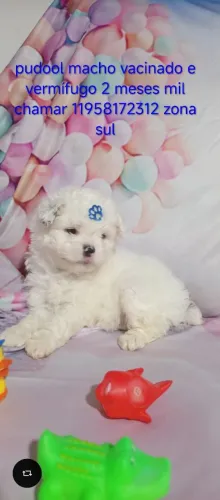 Pet
