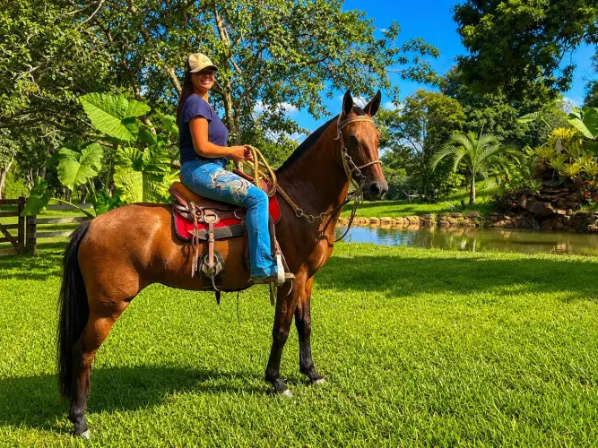 Égua Mangalarga Mineira