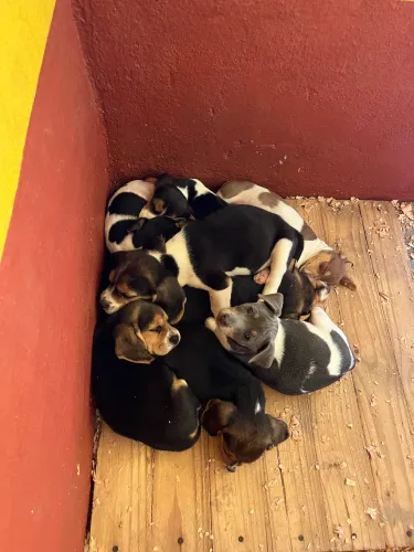 Canil 2s | lindos filhotes de beagle e fox paulistinha