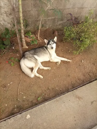 Husky siberiano 