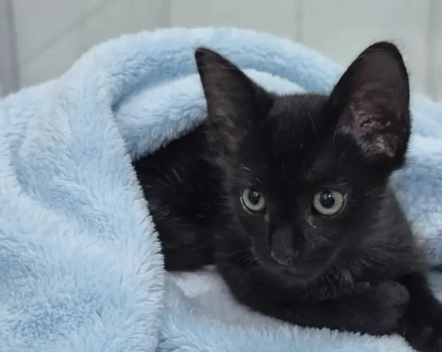 Filhote gato preto