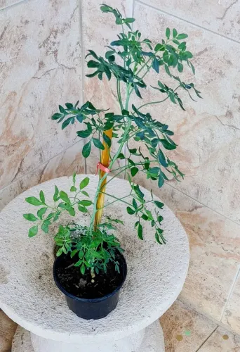 Vendo