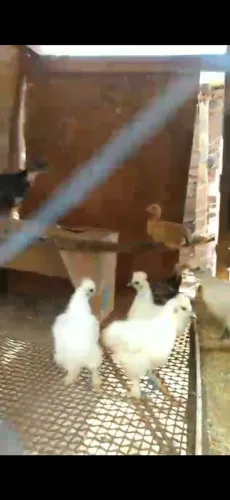 Pintinhos raça sedosa