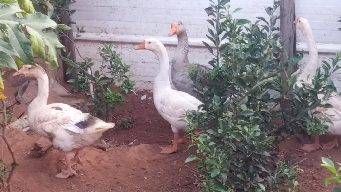 Vendo dois casais de gansos