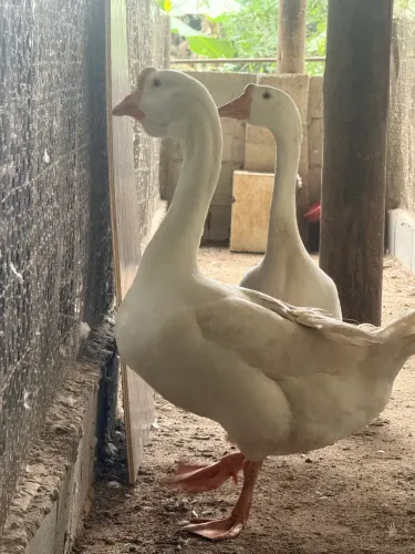 Ganso africano branco 