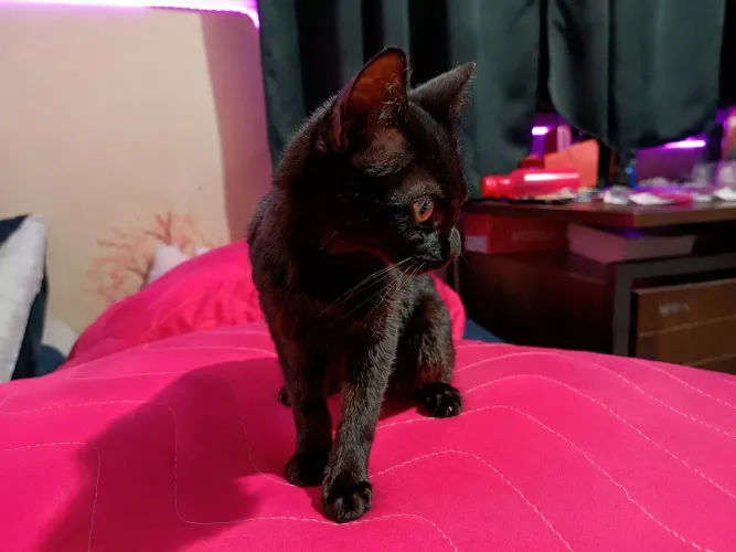 Filhote de gatinha fêmea
