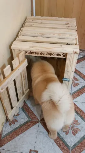 Caixa de transporte cachorro Pet gato