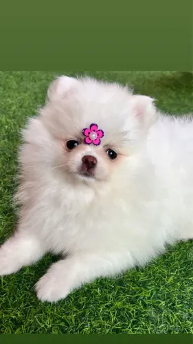 Filhotes Spitz Alemão - Entrega Imediata 
