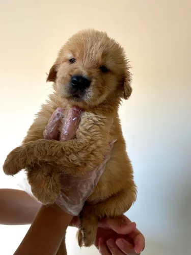 Golden retriever Femea com pedigree