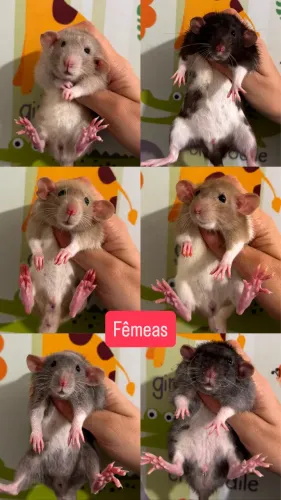 Ratinhos Twister