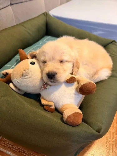 Vendo Filhote de Golden Retriever