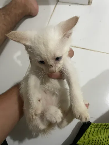 Gatos 3 meses de vida