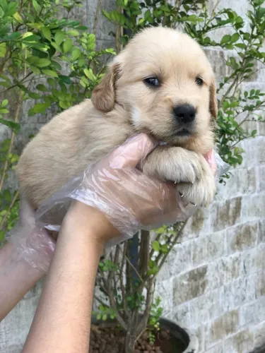 Golden Retriever Filhote com Contrato de Venda e Compra Parcelada no Cartão
