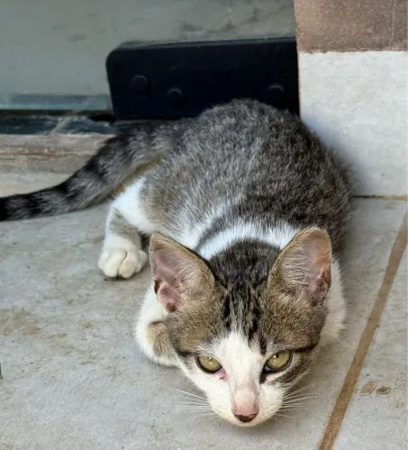 Gatinha fêmea 