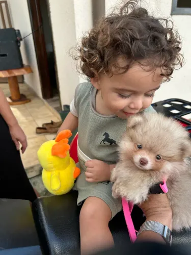 Vendas de animais de estimação 