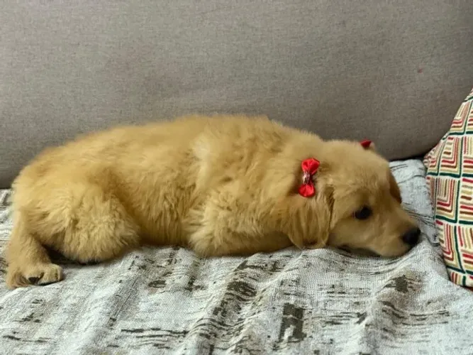 Golden retriever puro disponivel 