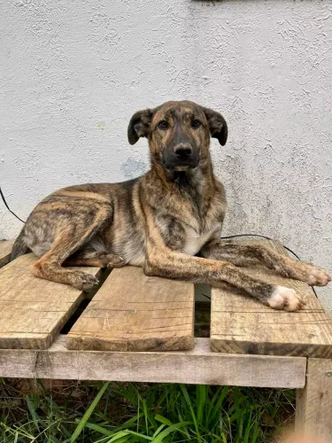 CACHORRO PARA ADOÇÃO