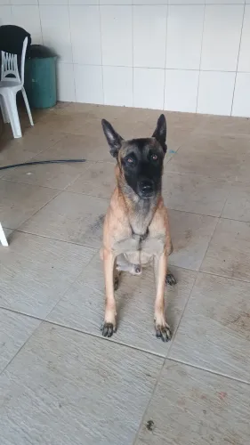 Malinois