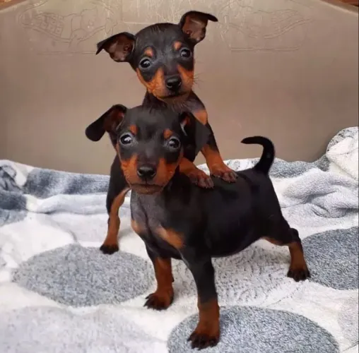 Pinscher filhote cheio de energia