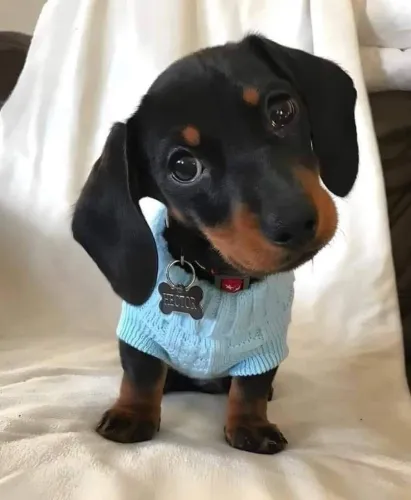 Dachshund miniatura pra você hoje é sua família