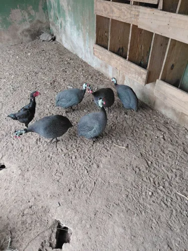 Vendo galinha dangolas raça gigantes 100 reais unidade