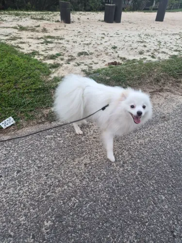 Spitz alemao fêmea