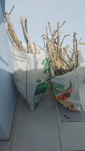 Poleiro Natural para aves