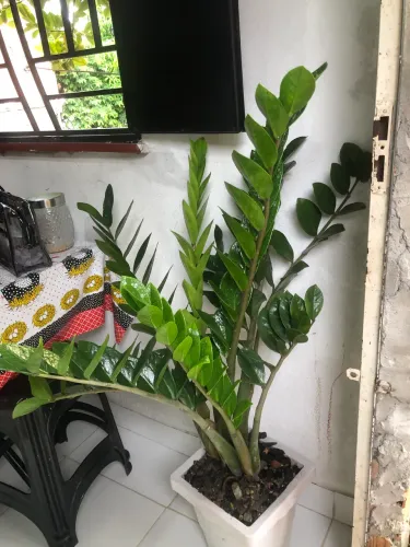 Plantas ornamentais e medicinais 