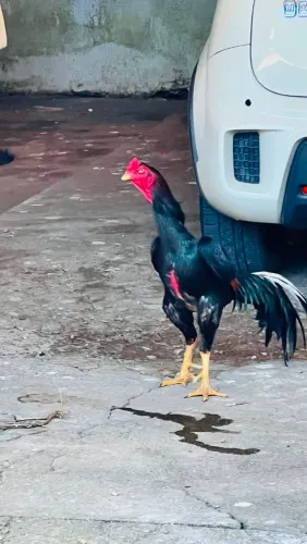 Galo índio