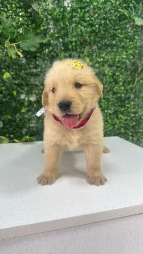 golden retriever filhotão