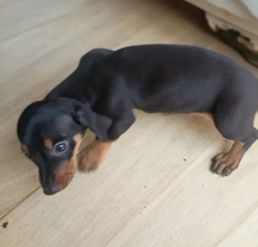 Cachorras Basset