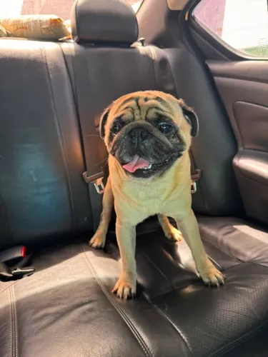 PUG MACHO DISPONÍVEL PARA CRUZA
