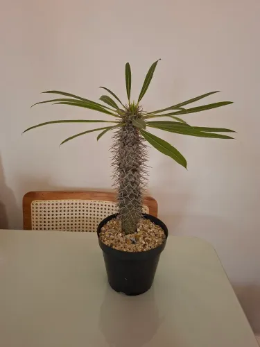 Palmeira lameri (palmeira de madagascar) 30cm