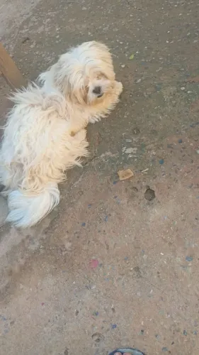 Vendo esse Shitzu puro