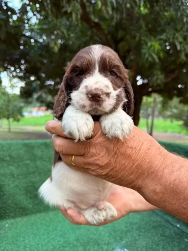 Cocker Spaniel Inglês últimas machos fígado 